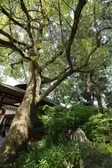 秩父神社の自然