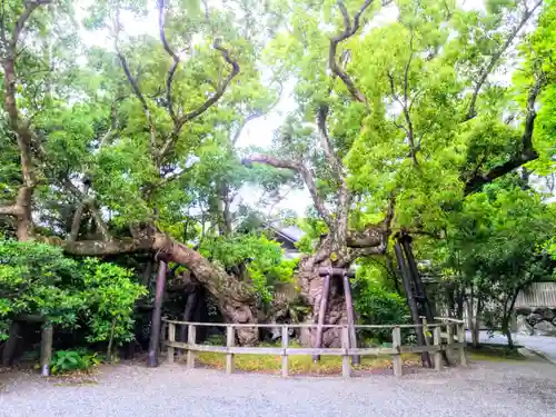 伊勢神宮外宮（豊受大神宮）の自然