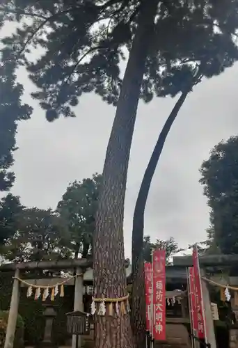 中野沼袋氷川神社(東京都)