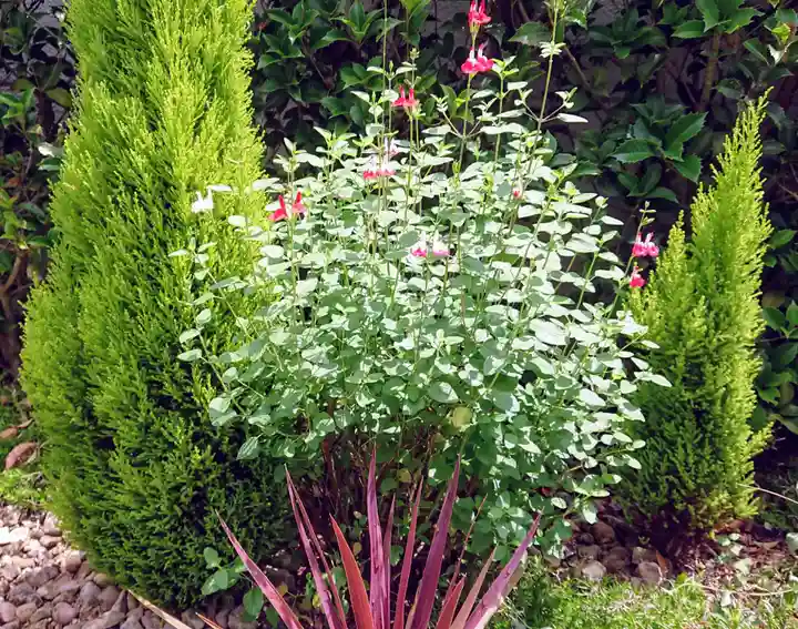 寿量山 速成寺の自然
