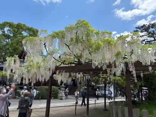 葛井寺(大阪府)