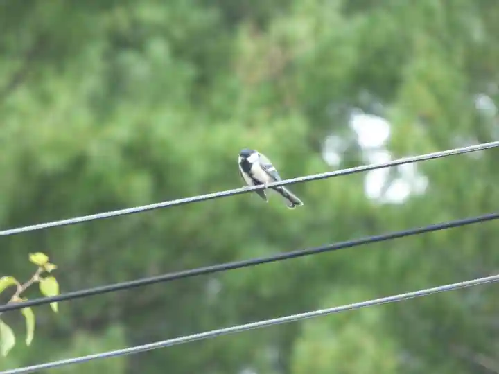 留辺蘂神社の動物