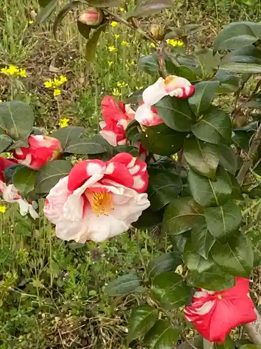 平野神社の自然