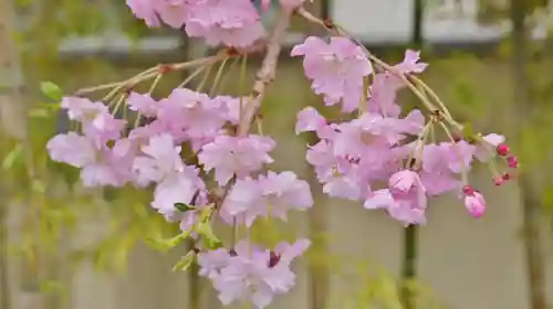 石像寺（釘抜地蔵）の自然