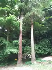 山の根熊野神社の自然