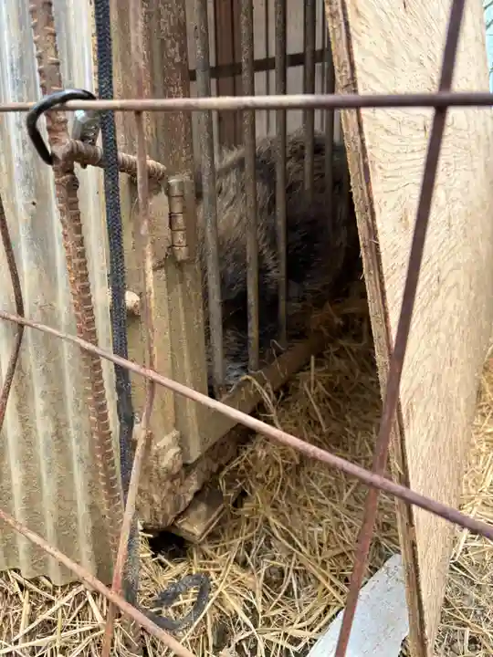 坪沼八幡神社(宮城県)