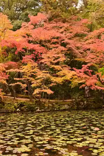 天授庵(京都府)