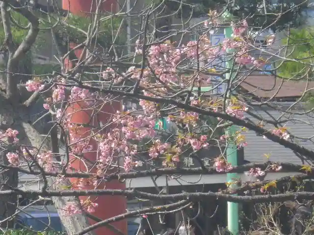 鶴岡八幡宮の自然