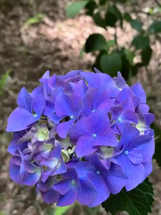 高幡不動尊 金剛寺(東京都)