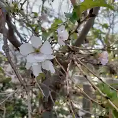 妙蓮寺の自然