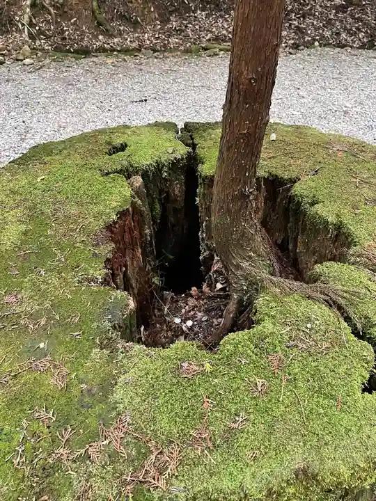 丹後一ノ宮 元伊勢 籠神社の自然