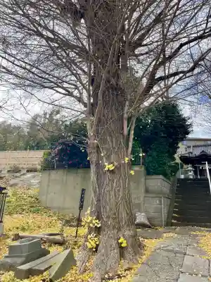 八杉神社の{uncategorized: "未分類", other: "その他", undefined: "問題あり", building: "その他建物", grave: "お墓", sacred_gate: "鳥居", guardian: "狛犬", statue: "像", buddha: "仏像", history: "歴史", nature: "自然", garden: "庭園", animal: "動物", pagoda: "塔", temizu: "手水舎", mountain_gate: "山門・神門", sanctuary: "本殿・本堂", subordinate: "末社・摂社", art: "芸術", scenery: "景色", jizo: "地蔵", ema: "絵馬", goshuin: "御朱印", omikuji: "おみくじ", items: "授与品その他", amulet: "お守り", goshuincho: "御朱印帳", eats: "食事", festival: "お祭り", votive_dance: "神楽", shichigosan: "七五三参", wedding: "結婚式", experience: "体験その他", initially: "初詣", around: "周辺", anti_infection: "感染症対策"}