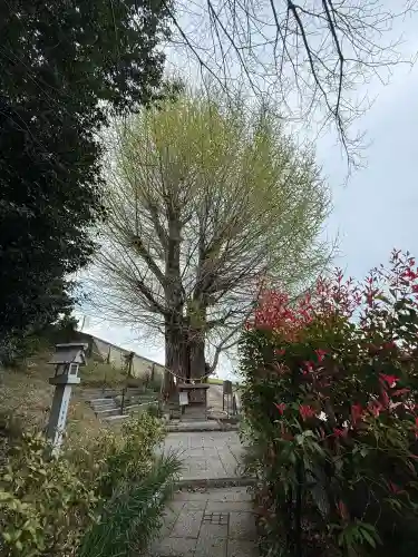 堤治神社の{uncategorized: "未分類", other: "その他", undefined: "問題あり", building: "その他建物", grave: "お墓", sacred_gate: "鳥居", guardian: "狛犬", statue: "像", buddha: "仏像", history: "歴史", nature: "自然", garden: "庭園", animal: "動物", pagoda: "塔", temizu: "手水舎", mountain_gate: "山門・神門", sanctuary: "本殿・本堂", subordinate: "末社・摂社", art: "芸術", scenery: "景色", jizo: "地蔵", ema: "絵馬", goshuin: "御朱印", omikuji: "おみくじ", items: "授与品その他", amulet: "お守り", goshuincho: "御朱印帳", eats: "食事", festival: "お祭り", votive_dance: "神楽", shichigosan: "七五三参", wedding: "結婚式", experience: "体験その他", initially: "初詣", around: "周辺", anti_infection: "感染症対策"}