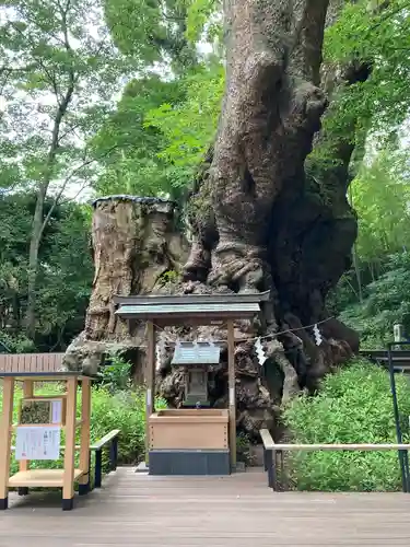 來宮神社(静岡県)
