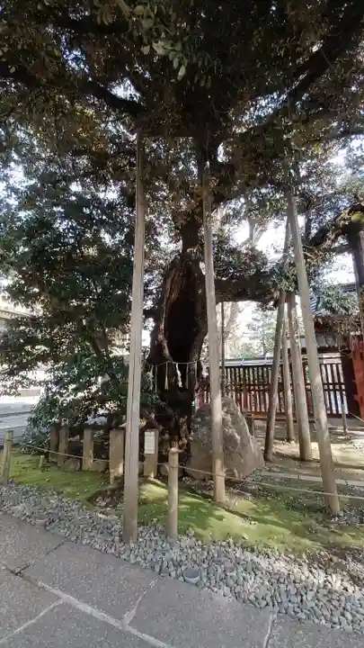 金王八幡宮の自然