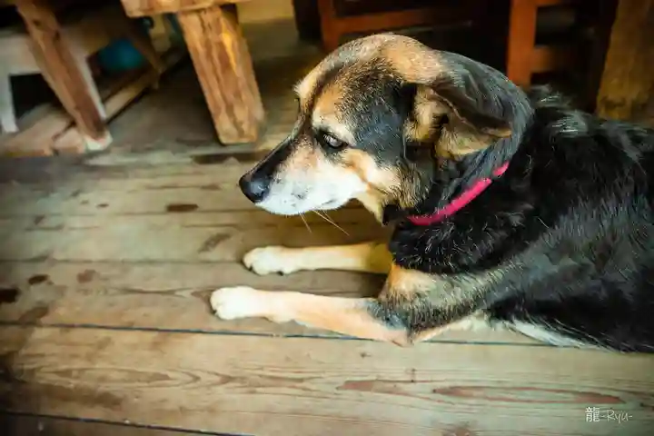 白川吉見神社(熊本県)