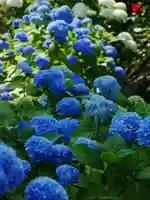 極楽山 浄土寺の自然