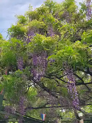 國領神社の自然