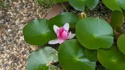 勝林寺(京都府)