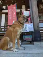 本久寺の動物