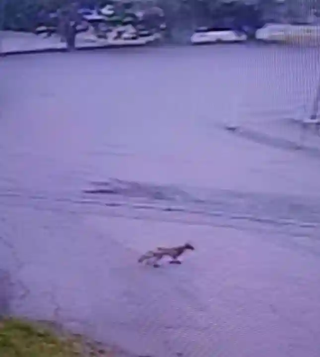 白狐山光星寺(山形県)