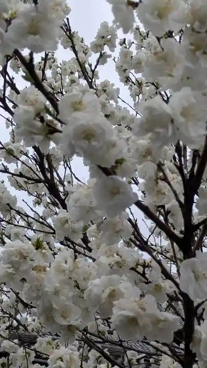 知恩院(京都府)