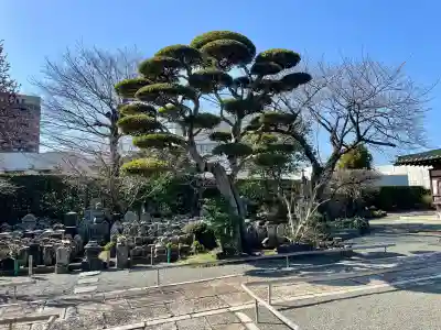 蓮光寺の{uncategorized: "未分類", other: "その他", undefined: "問題あり", building: "その他建物", grave: "お墓", sacred_gate: "鳥居", guardian: "狛犬", statue: "像", buddha: "仏像", history: "歴史", nature: "自然", garden: "庭園", animal: "動物", pagoda: "塔", temizu: "手水舎", mountain_gate: "山門・神門", sanctuary: "本殿・本堂", subordinate: "末社・摂社", art: "芸術", scenery: "景色", jizo: "地蔵", ema: "絵馬", goshuin: "御朱印", omikuji: "おみくじ", items: "授与品その他", amulet: "お守り", goshuincho: "御朱印帳", eats: "食事", festival: "お祭り", votive_dance: "神楽", shichigosan: "七五三参", wedding: "結婚式", experience: "体験その他", initially: "初詣", around: "周辺", anti_infection: "感染症対策"}