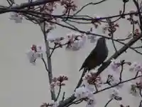三輪神社の動物