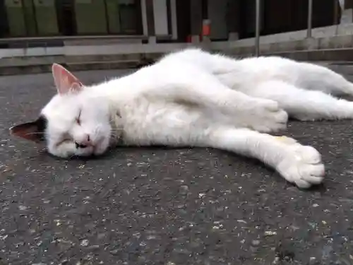 御誕生寺（猫寺）(福井県)