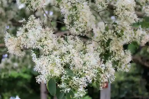 沙沙貴神社(滋賀県)