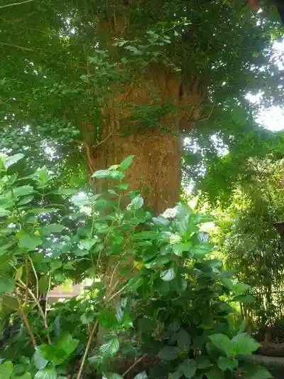 御霊神社の自然