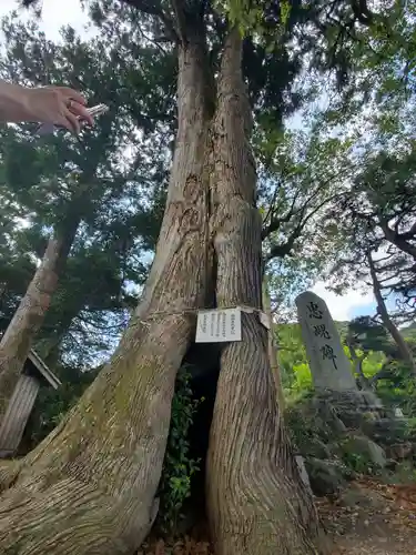 大井神社の自然