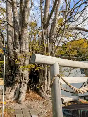 黄金龍神社(桂不動)(北海道)