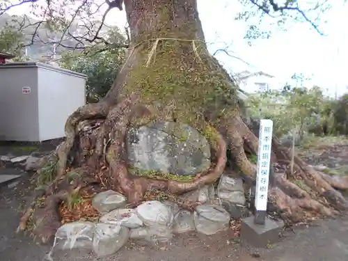 高橋西神社の自然