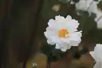 開成山大神宮の庭園