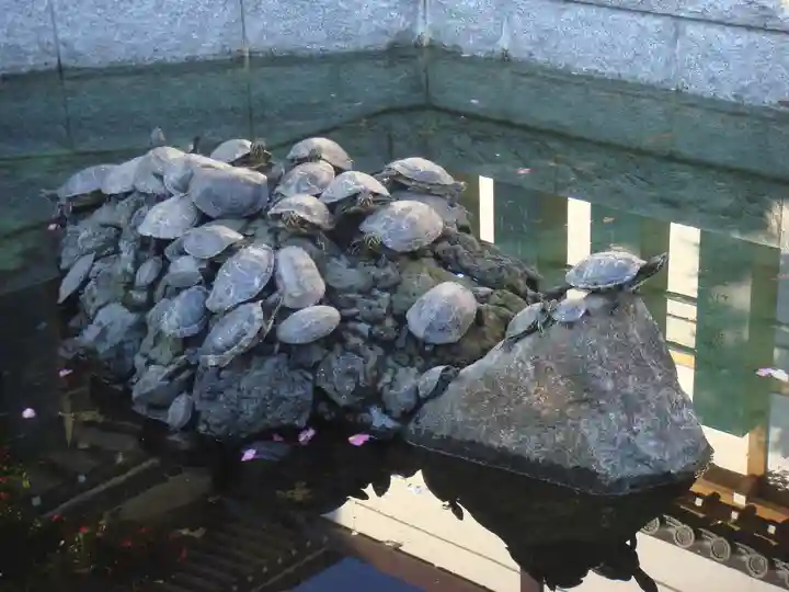 成田山新勝寺の動物