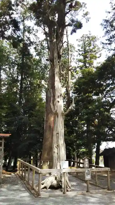 渭伊神社の自然