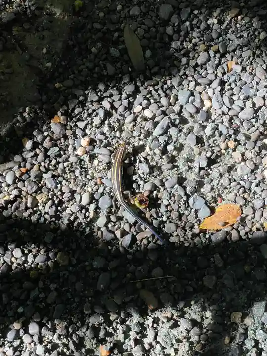 伊勢神宮外宮(豊受大神宮)の動物