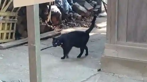 代々木八幡宮の動物