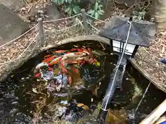 篠崎浅間神社の庭園