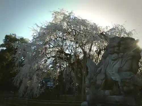 足羽神社の自然