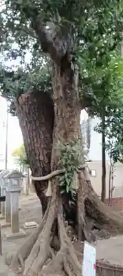 大宮・大原神社(千葉県)