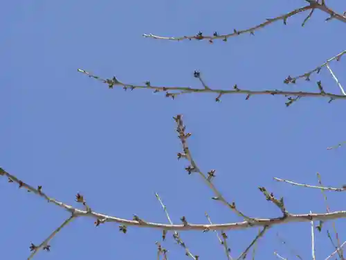 留辺蘂神社の自然