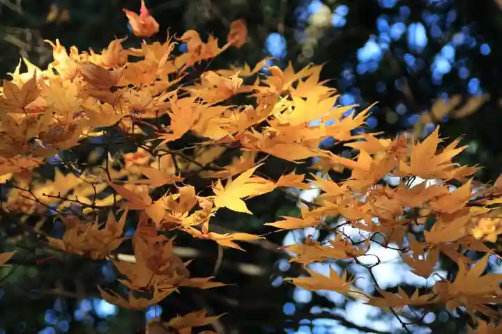 神炊館神社 ⁂奥州須賀川総鎮守⁂の自然