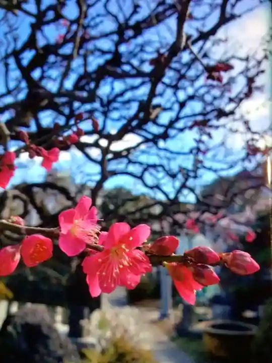 長善寺(東京都)