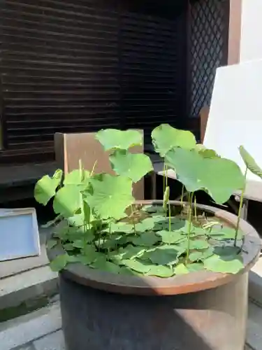 浅澤社（住吉大社境外末社）の自然