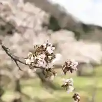 高司神社〜むすびの神の鎮まる社〜の自然