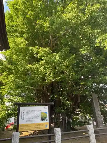 葛飾八幡宮の{uncategorized: "未分類", other: "その他", undefined: "問題あり", building: "その他建物", grave: "お墓", sacred_gate: "鳥居", guardian: "狛犬", statue: "像", buddha: "仏像", history: "歴史", nature: "自然", garden: "庭園", animal: "動物", pagoda: "塔", temizu: "手水舎", mountain_gate: "山門・神門", sanctuary: "本殿・本堂", subordinate: "末社・摂社", art: "芸術", scenery: "景色", jizo: "地蔵", ema: "絵馬", goshuin: "御朱印", omikuji: "おみくじ", items: "授与品その他", amulet: "お守り", goshuincho: "御朱印帳", eats: "食事", festival: "お祭り", votive_dance: "神楽", shichigosan: "七五三参", wedding: "結婚式", experience: "体験その他", initially: "初詣", around: "周辺", anti_infection: "感染症対策"}