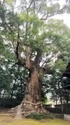 川津来宮神社(静岡県)