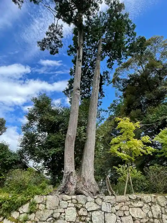 園城寺(三井寺)の自然